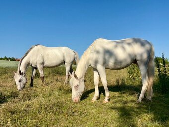 Appaloosa valach, 3 roky - 7