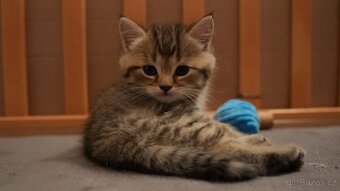 Koťata WHISKAS - 7