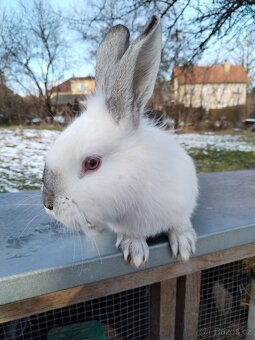 Polozakrsla králička - 7