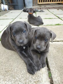 Cane corso šedý ke krytí - 7