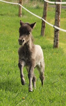 Prodám minihorse - miniappaloosa hřebeček - 7