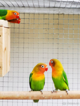 Agapornis Fischeri - 7