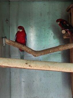 Rosela modrá na ino - 7