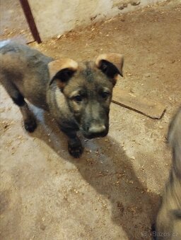 Německý ovčák - 7