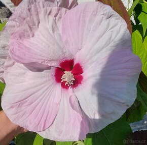 Ibišek bahenní-americký - 7