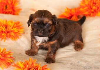 Shih-Tzu štěňatka (shi tzu, si-tzu, shitzu, si-cu) - 7