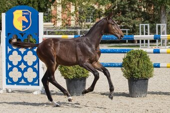 El Star – roční klisnička po El Barone 111 Z - 7