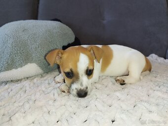 Jack Russell štěňátka - 7