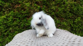 Zakrslý beránek, králíček, králík- MOLLY - 7