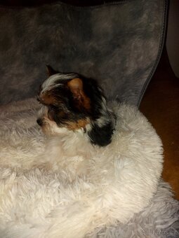 Biewer yorkshire terrier - 7