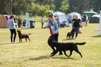 Labradorský retriever - 7