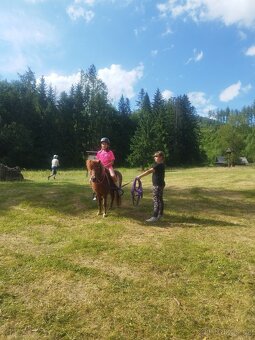 Shetland pony, do samoty - 7