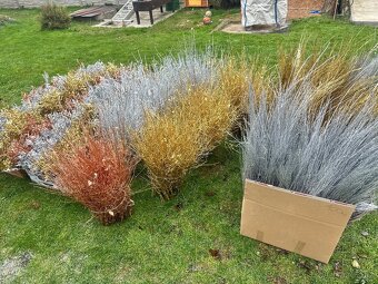 Prodáme vánoční jmelí 🌿🌿 - 7