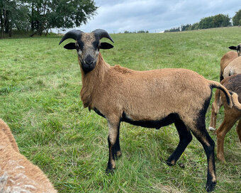 Prodám Kamerunského beránka a jehničky - 7