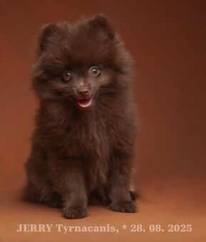 Štěňata německý špic malý hnědý - 7