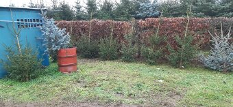 Vánoční stromky, stromečky, špičky a větve na výzdobu - 7