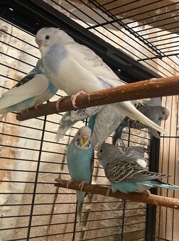 Prodám Andulky modrobílé - 7