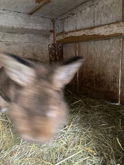 Samice s kralicaty - 7