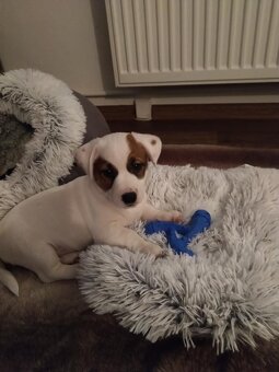 Jack Russell Terrier - krytí - 7