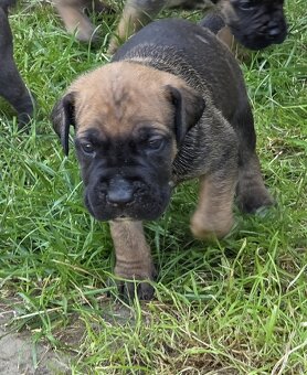 cane corso - 7