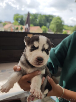 Štěnátka SIBIŘSÁ HUSKY - 7
