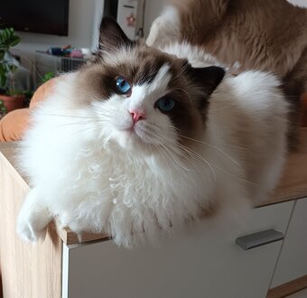 Kocourek ragdoll s PP - 7