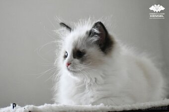 Ragdoll s PP – nádherná seal bicolor kočka na výstavy a chov - 7