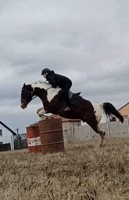 připouštění kvalitnimi plemeníky PAINT HORSE-HOMOZYGOT - 7