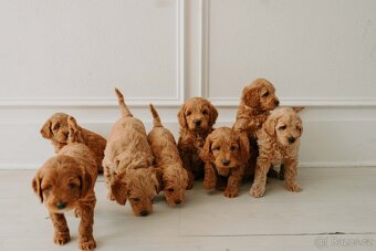 Goldendoodle F1 - 7
