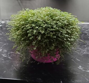 Štěstíčko, domácí štěstí - Soleirolia - 7