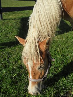 Prodám hafling klisnu s PP - 7