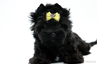 yorkshire terrier black s PP - 7