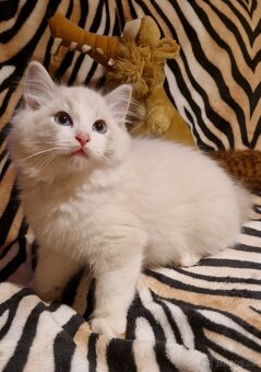 Ragdoll - kocourci s PP, registrace pod FIFE - 7