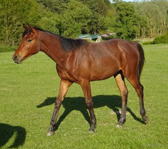 Prodám roční klisnu KK s PP, - 7