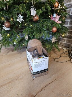 Zakrslý králík - 7