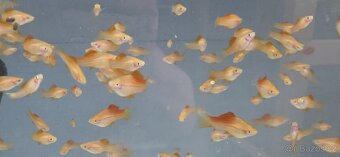 Mečovka Mex. Cometa a panceřníček C. Paleatus - 7