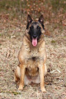 Belgický ovčák - Malinois - krásné fenky pouze s PP - 7