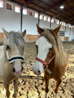 2,5letý valach WPB - 7