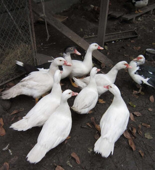 Kachny a kačery pižmovky - 7