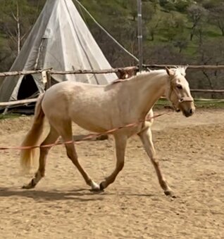 Lusitano klisna PSL v exkluzivní barvě palomino DUN - 7