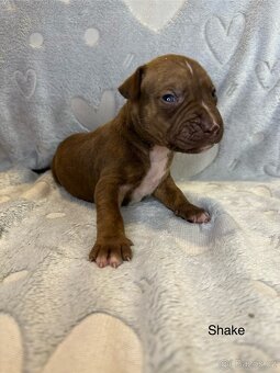 Americký pitbulteriér s pp (APBT) - 7