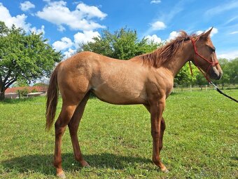 Roční klisna, kobylka AQH, QH, USA papíry - 7