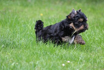 yorkshire terrier s PP(IHR) - 7