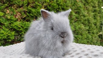 Zakrslý králíček, králík -(TEDDY)--FLORIAN-- - 7