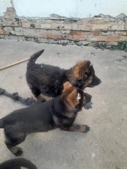 Německý ovčák - 7