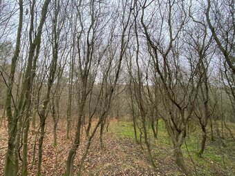 Lesní pozemek Šarovy - 7