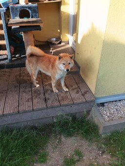 Daruji větší štěně Shiba inu - 7