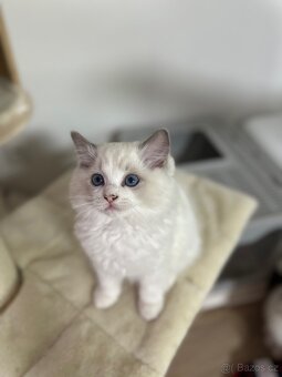 Ragdoll koťátka s PP - 7