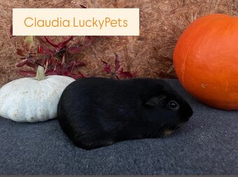 Morčátka plemene US Teddy - 7