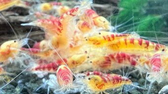 Sladkovodní krevety - 7